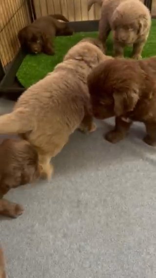 Newfoundland Puppy in Greenville, Ohio