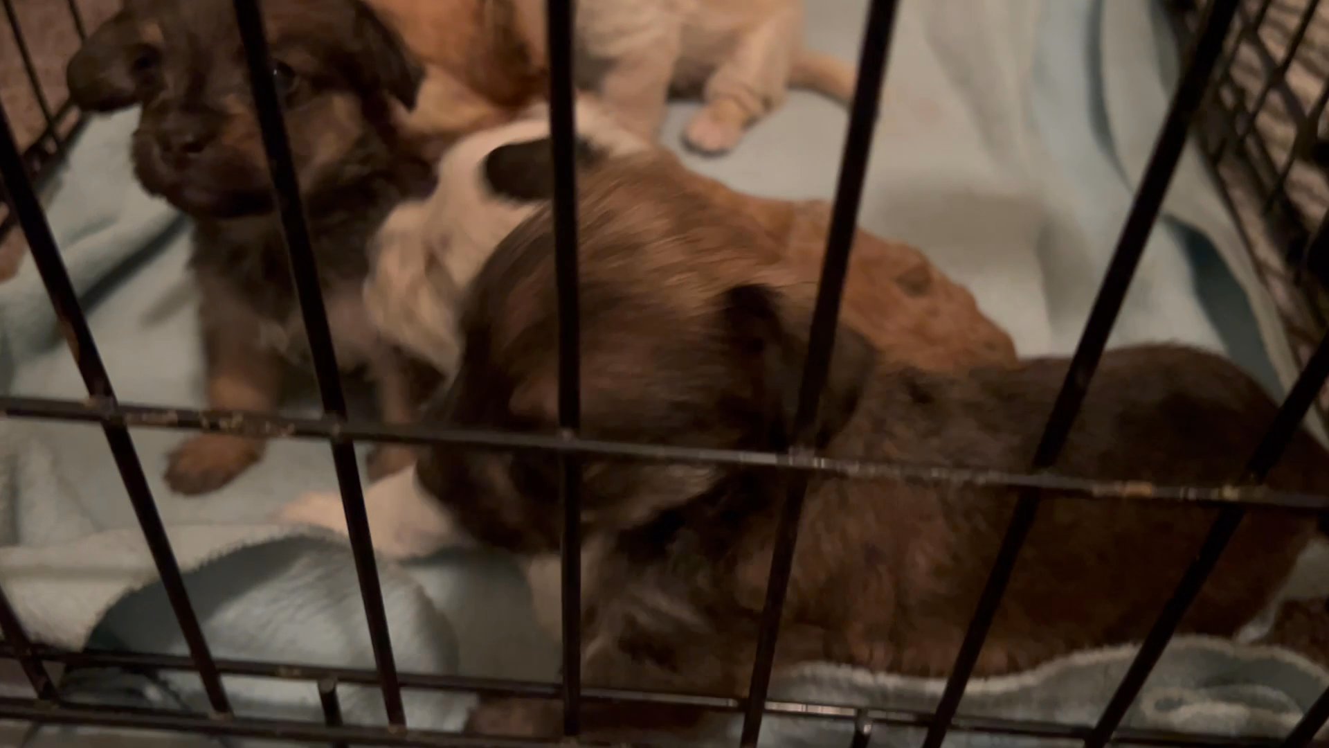 Yorky /Toy poodle mix in Arizona City, Arizona