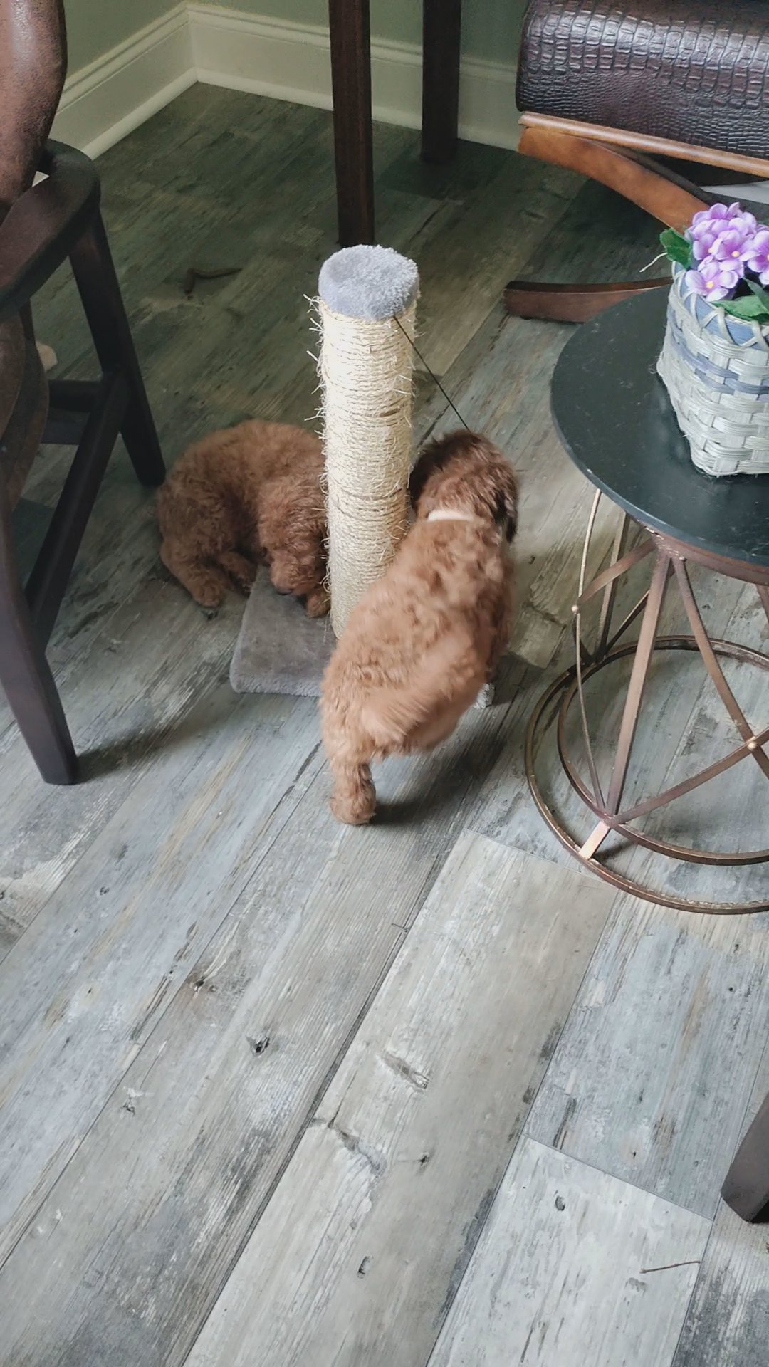 Goldendoodles in Arizona City, Arizona