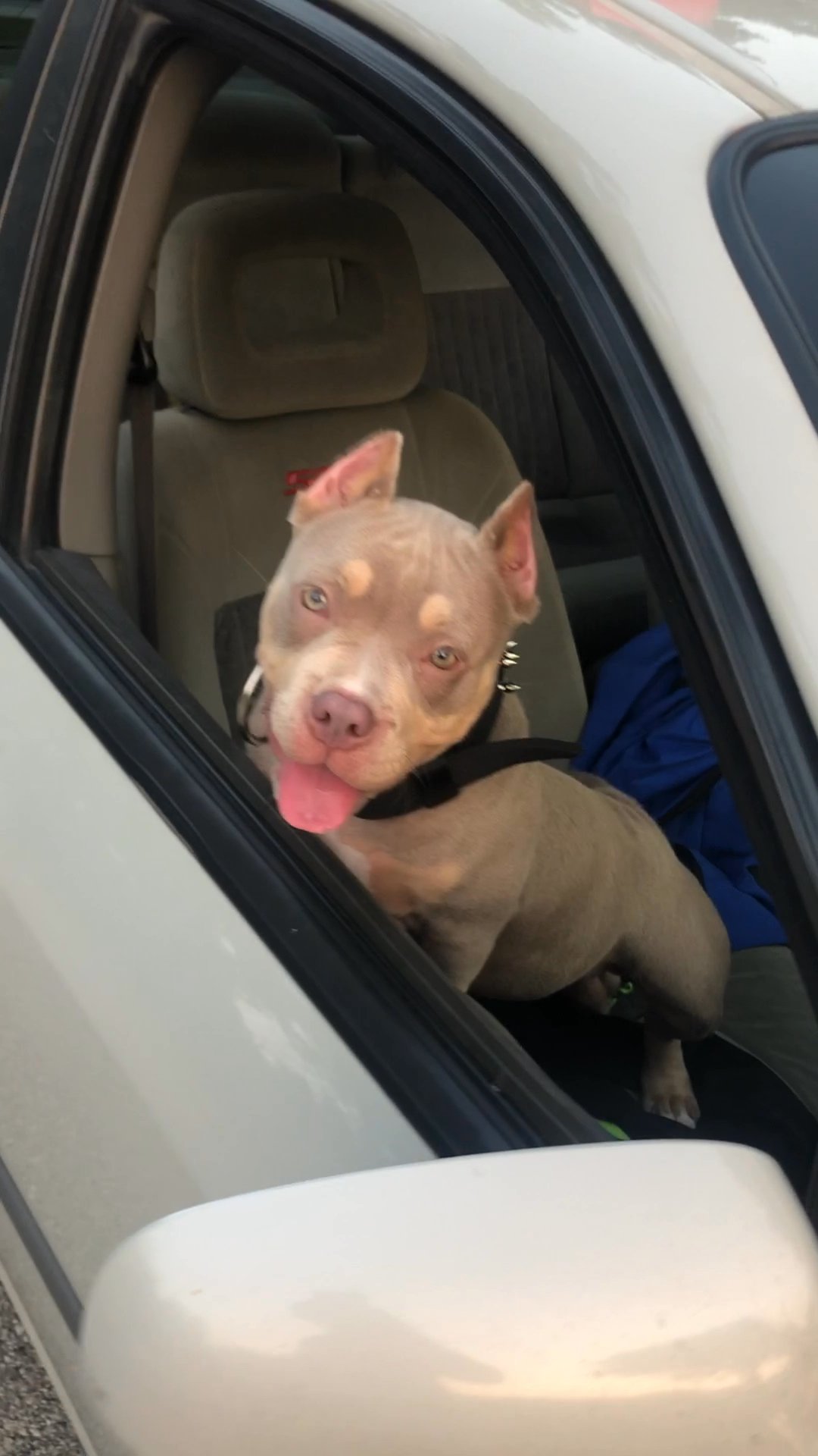 Selling my 7 month old puppy in Arizona City, Arizona