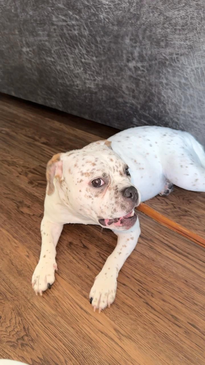 10 month old Zara in Arizona City, Arizona