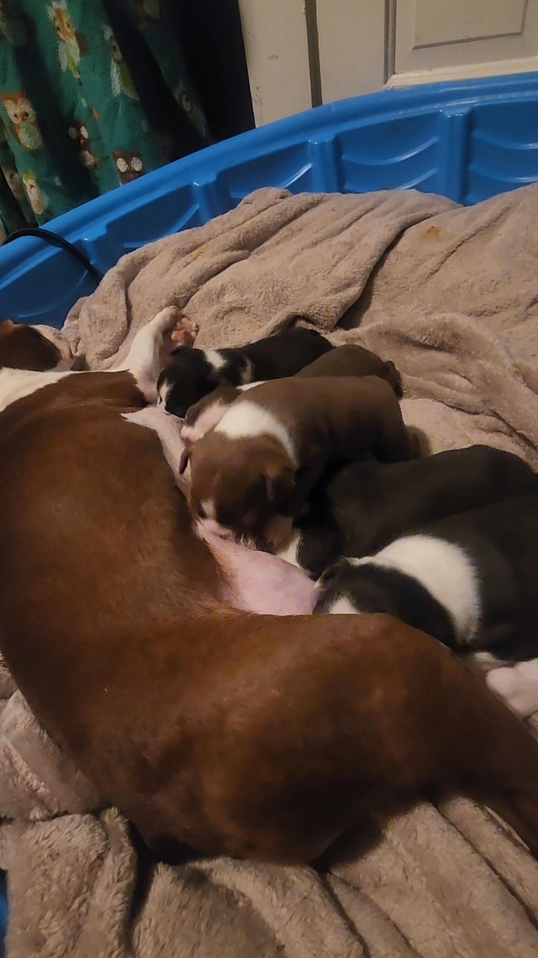 5 CKC Boston Terrier Puppies in Arizona City, Arizona