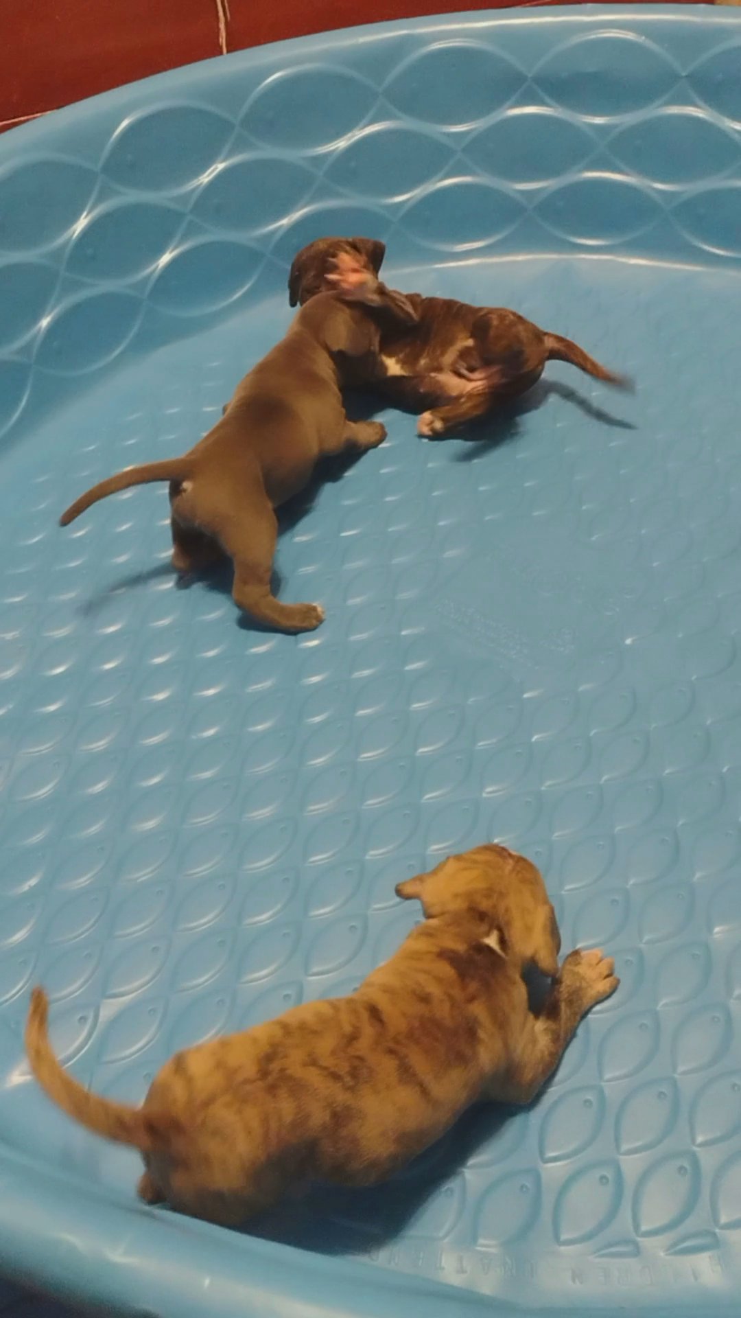 Litter of seven puppies for sale in Arizona City, Arizona