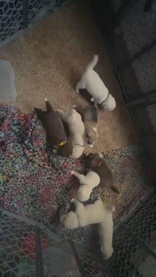 Husky Mixed Puppies in Houston, Texas