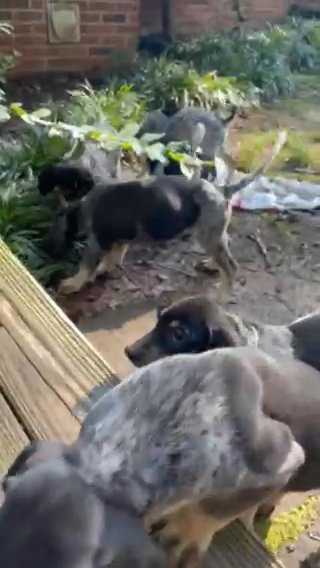 Blue Tick Coon Hound Puppies in Fountain Inn, South Carolina