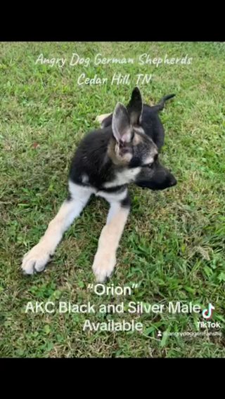 AKC Black And Silver German Shepherd in Nashville, Tennessee