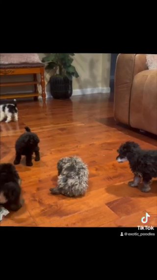 Poodles in Elkton, Maryland