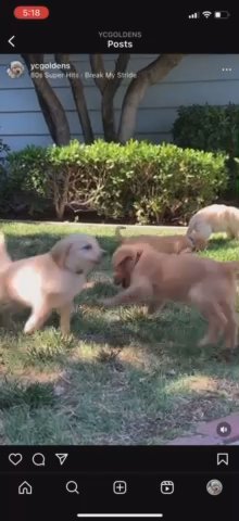 Golden Retriever Puppies in Sacramento, California