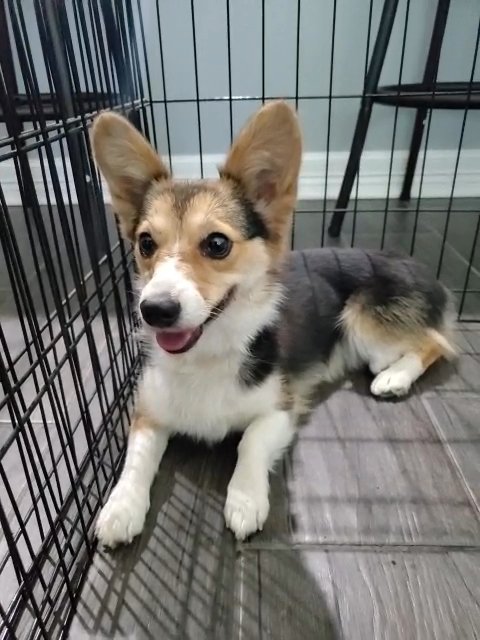 Corgi in Tyler, Texas