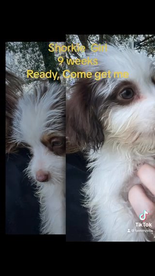 **Priced To Move** Shorkie Female in Sumter, South Carolina