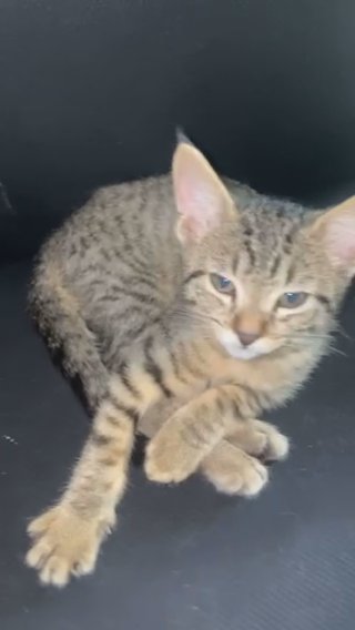 American shorthair kitten in New York City, New York