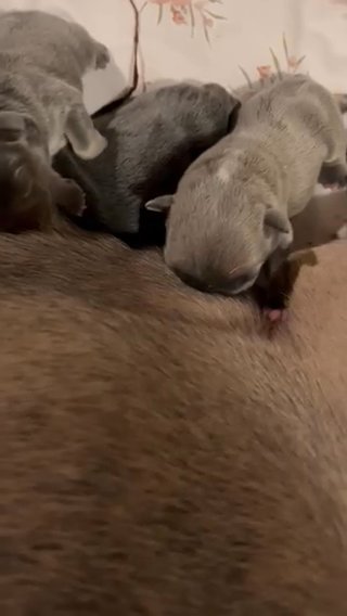 English And French Bulldogs in Gloucester Point, Virginia