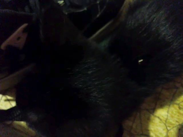 selling this kitten in Dayton, Ohio