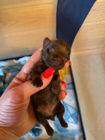 Chocolate Female Yorkie in Beckley, West Virginia