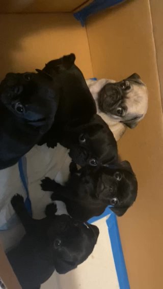 Pug Puppies for sale!! in Gardendale, Alabama
