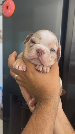 Lilac Tri Merle English Bulldog Puppy Male in Los Angeles, California
