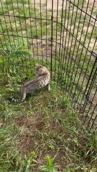 Last Female Bengal Kitten in Portage, Michigan