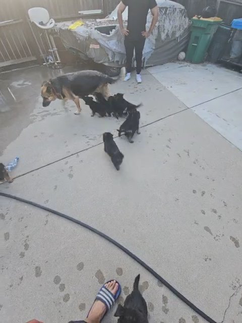 German Shepherd puppies in Modesto, California