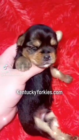 ?Prince Mario? Male Yorkie in Lexington-Fayette, Kentucky