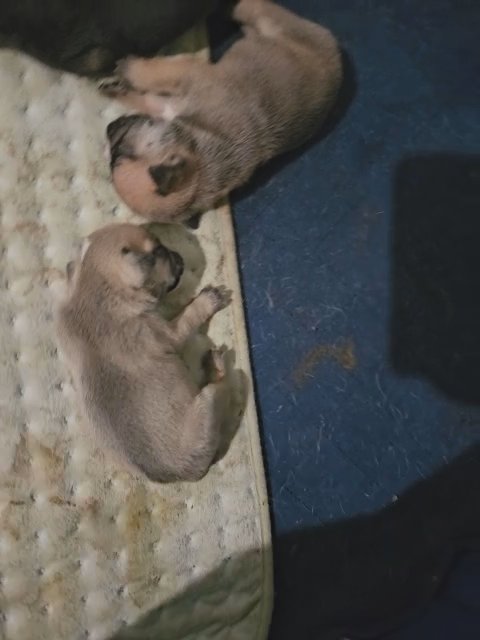English Bulldog Puppies in Florence, South Carolina
