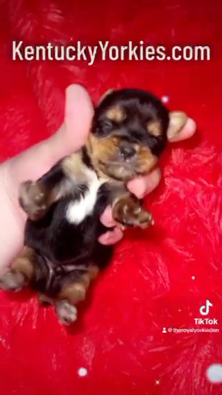 ?Prince Bowser? Male Yorkie in Lexington-Fayette, Kentucky