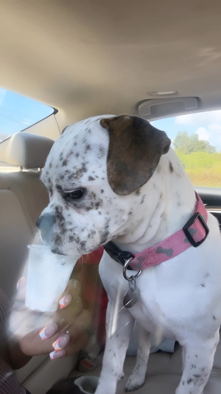 10 month old Zara in Arizona City, Arizona