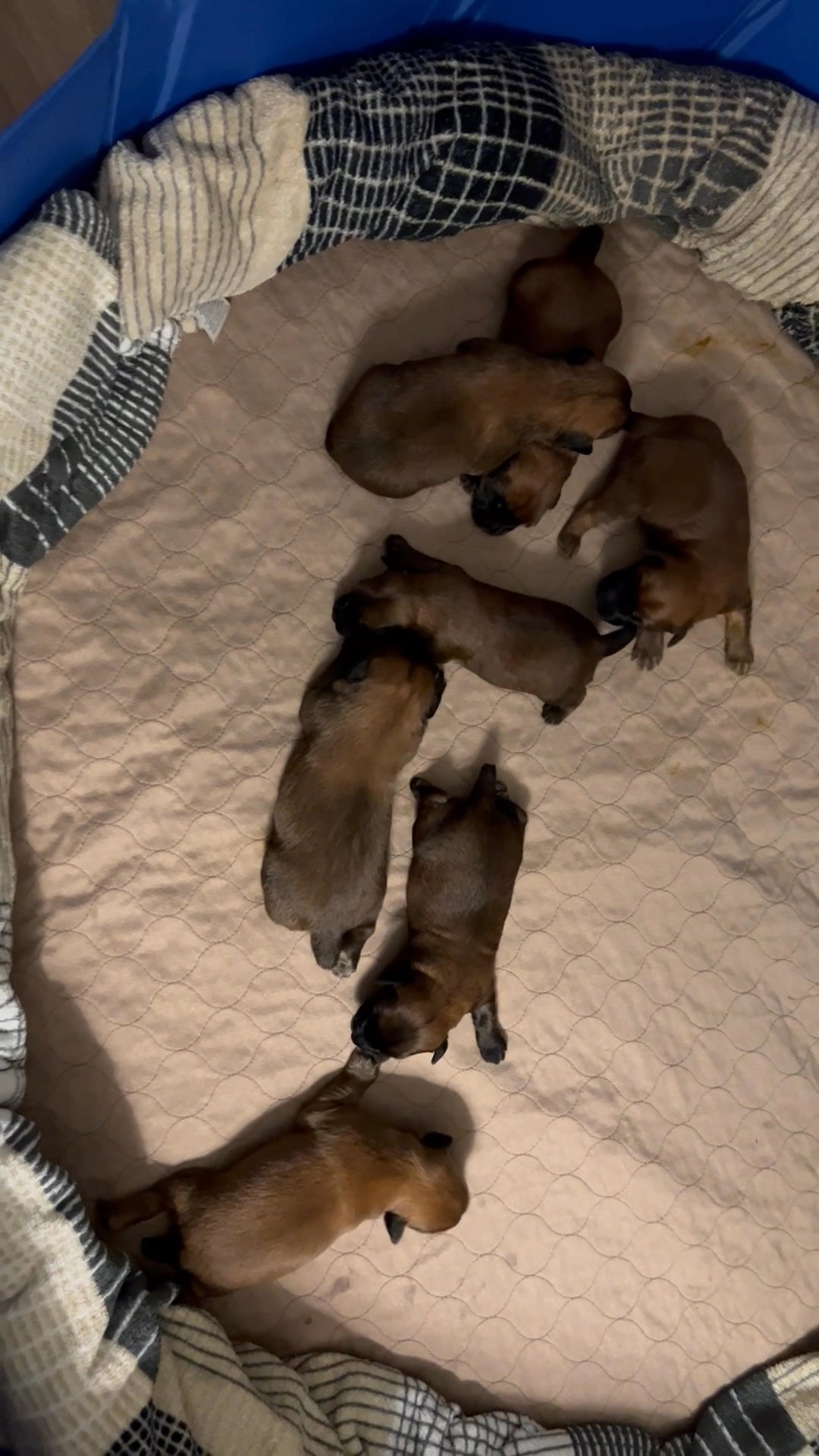 Kathi’s Wheatens in Arizona City, Arizona