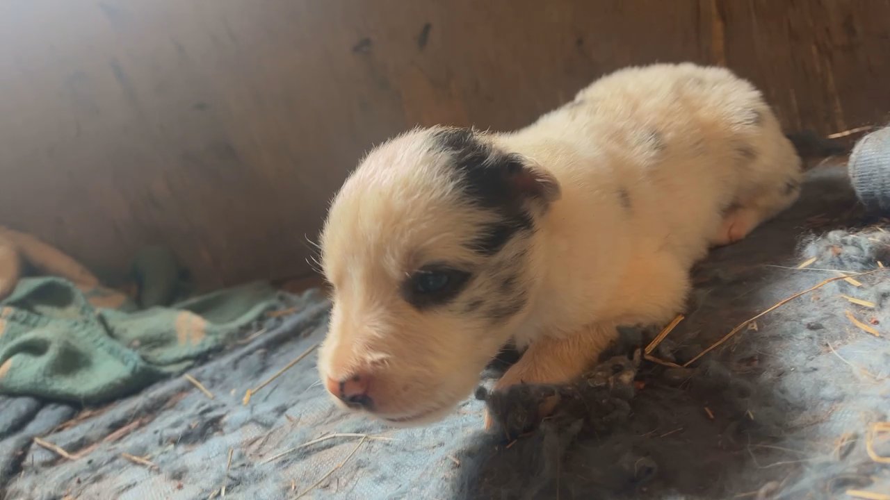 Border Collie Puppies AKC & non AKC in Arizona City, Arizona