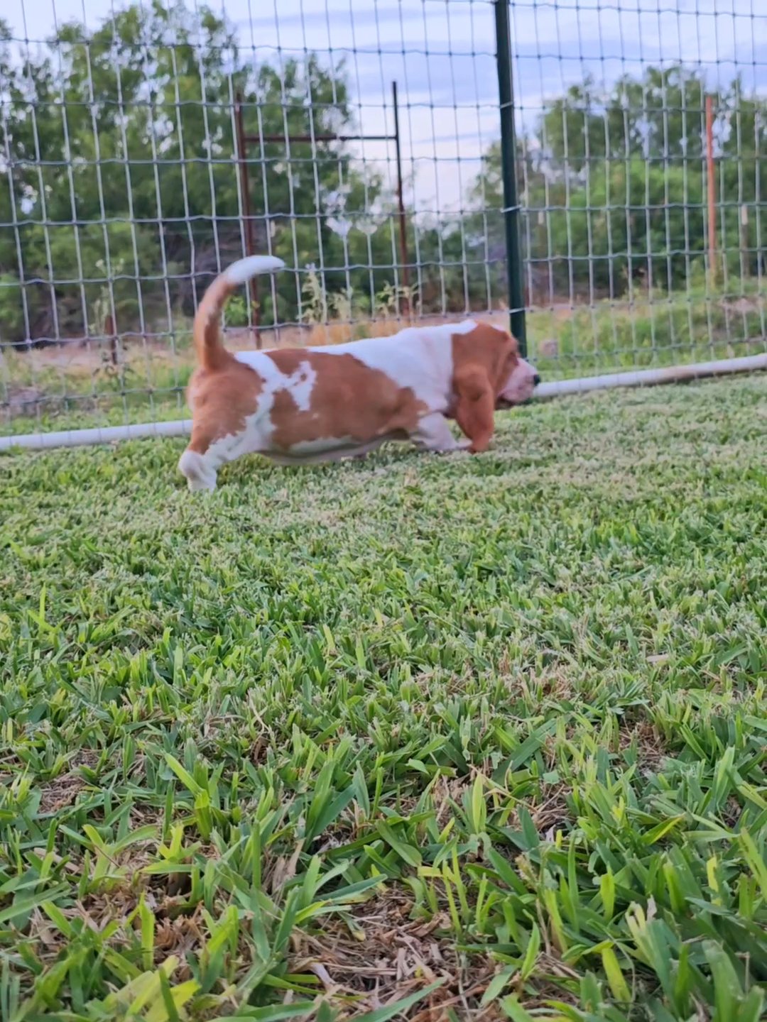 AKC European basset hound puppies in Arizona City, Arizona