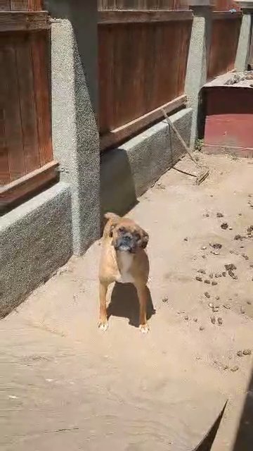 beautiful boxer in Salinas, California