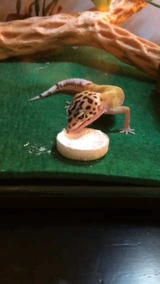 Leopard Gecko in Atlanta, Georgia