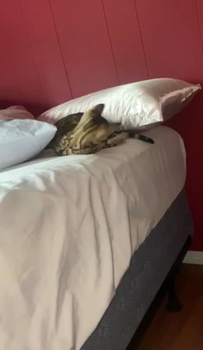 Bengal Kittens in Boston, Massachusetts