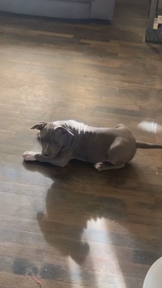 American Bully in Tacoma, Washington
