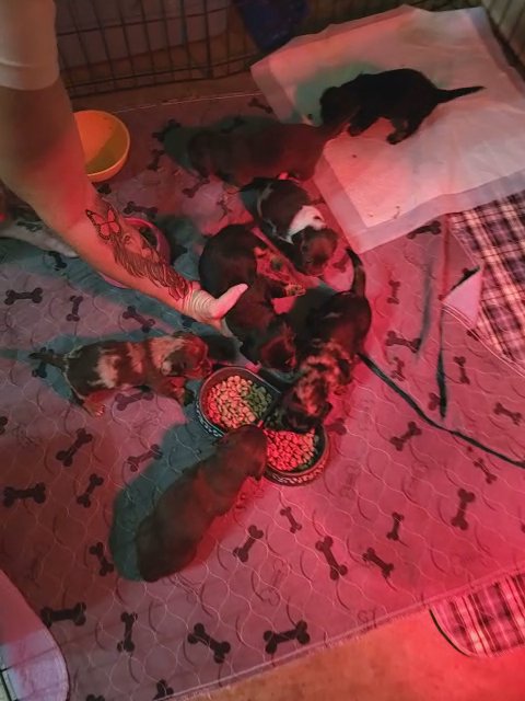 long haird mini doxie, CKC registered in Jackson, Tennessee