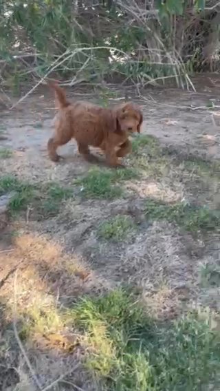 Galaxy Female FB1 GoldenDoodle 8 Weeks in Barstow, California