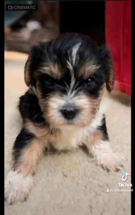 Yorkies Avail in Sicklerville, New Jersey