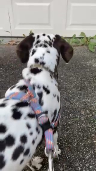 Liver Spotted Dalmatian in Louisville, Kentucky
