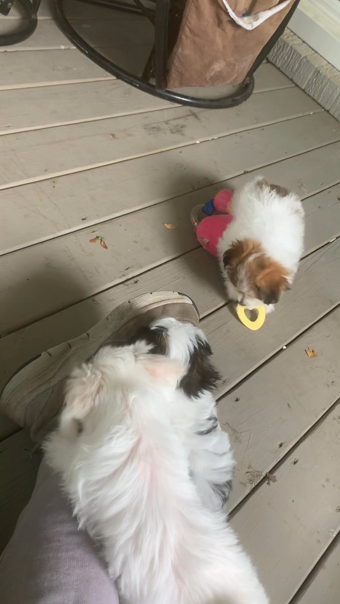Beautiful boy morkie in Arizona City, Arizona