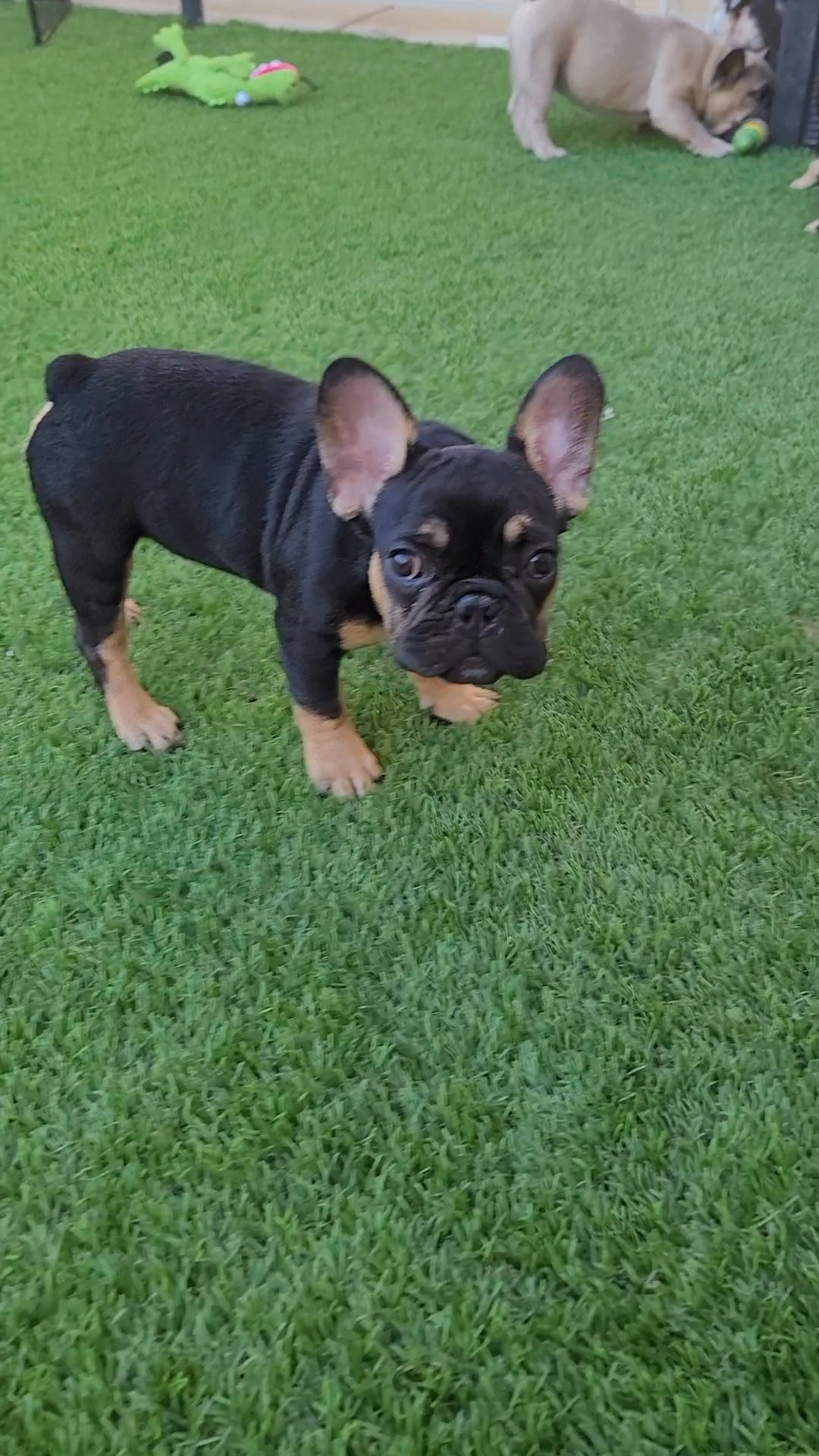 Teddy Black & Tan Frenchie in Las Vegas, Nevada