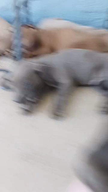 Doberman Pitt puppies almost ready to sell in Hesperia, California