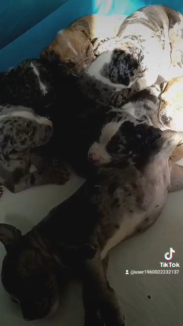 XL American Bully puppies in State College, Pennsylvania
