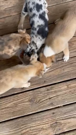 Puppies For Sale in Atlanta, Georgia