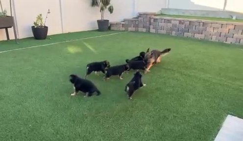Stella’s Puppies in Fallbrook, California