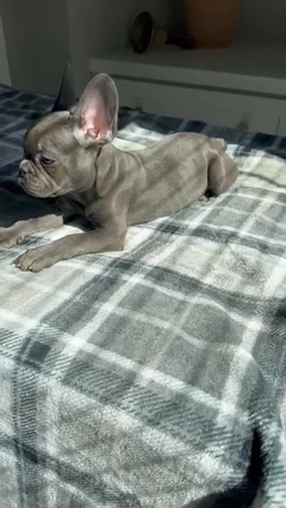 Adorable Blue French Bulldog in Douglasville, Georgia