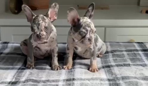 Merle French Bulldogs in Douglasville, Georgia