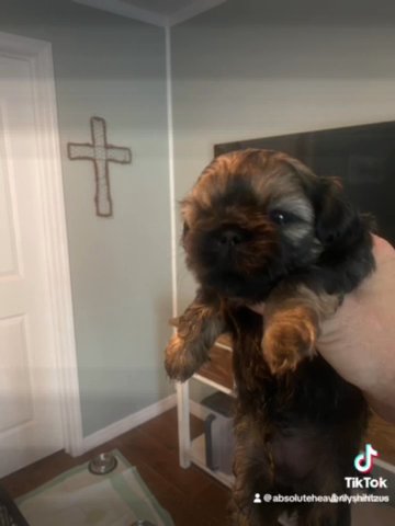 Absolute Heavenly Shih Tzus. 5Babies  3 Male And 2Females in Venice, Florida