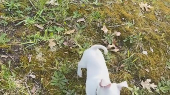 UKC/AKC MALE CHI PUPPY in Portage, Michigan