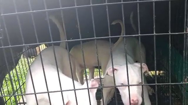 Any one wanna adopt one of these cute 4 month old baby xl bandogs let me know in Memphis, Tennessee