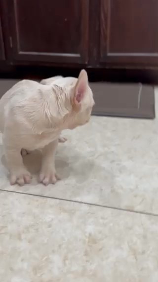 French Bulldog Fluffy Carrier in Las Vegas, Nevada