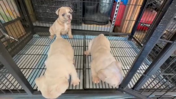 French Bulldog Fluffy Carrier in Las Vegas, Nevada